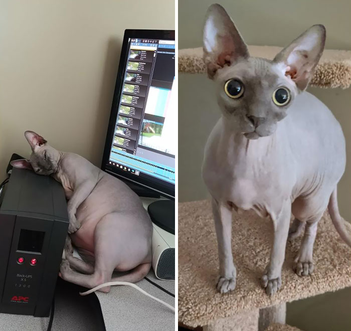 Pete The Cat, Lost 8 lbs