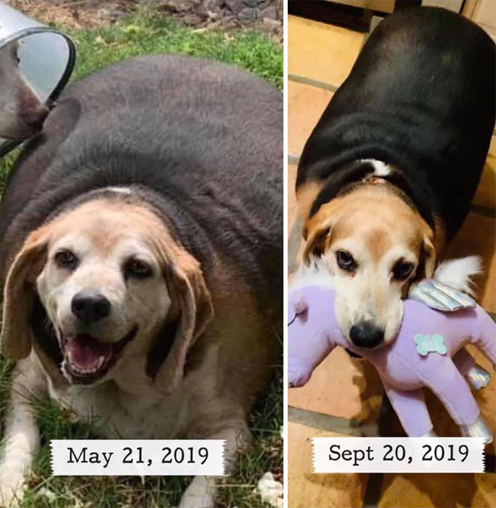 "Excuse Me, Does Anyone Know Who's That Dog On The Left? I’m Just Teasing! I Know It Is Me"