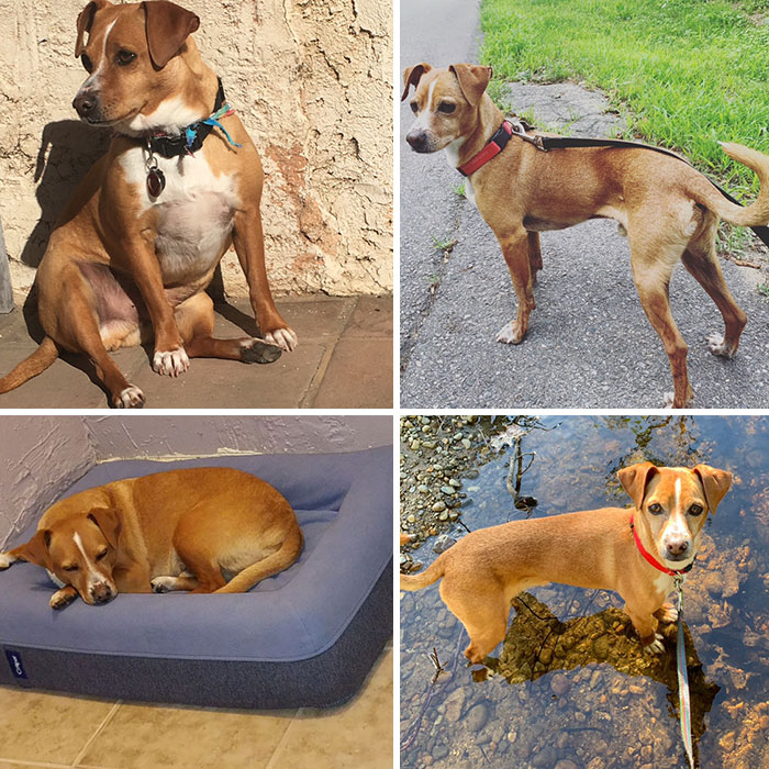 When I First Got Snausage And Now