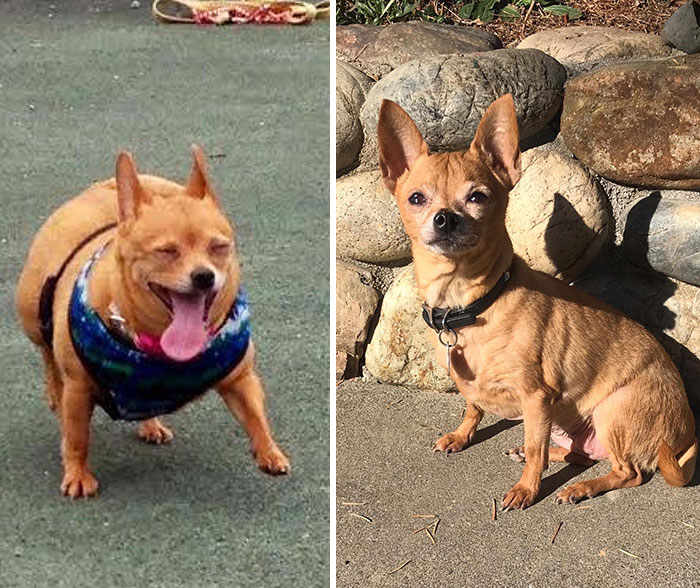 I Bless You With These Images Of Chimichanga. Chim Went From 10 Lbs To 6.5 Lbs