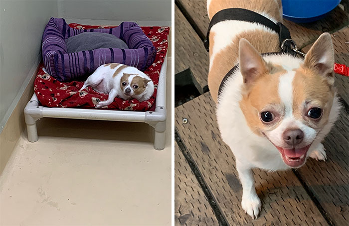 On Adoption We Named Him Mr. Papa At 14.8 Lbs But He's Looking More Like Mr. Papa's Fritas At This 8.6 Lbs Now