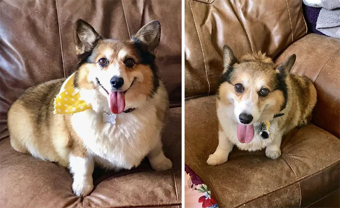 Rescued Senior Corgi. Weight Loss Progress