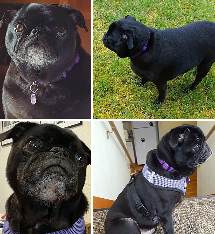 Dechonked Bella After Getting Her From My Mil. Down From 32 Lbs To 23 Lbs