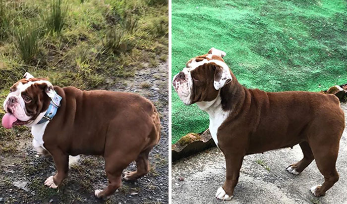 Harley 6 Months Ago When She First Came To Us Compared To Today. So Proud Of Her, Completely Different Dog, Happy Healthy Girl