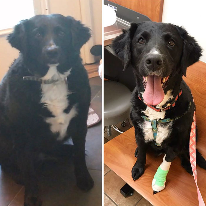 My Dog’s Weight Loss Journey Over The Past Two Years Is Nothing To Scoff At: Sadie Went From 67 Pounds To 48 Currently