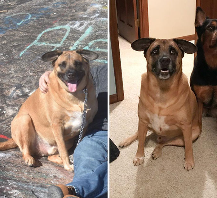 Grunt Would Like Everyone To Know That He’s Also Made A Lifestyle Change And Is Quite The Stud Muffin Now