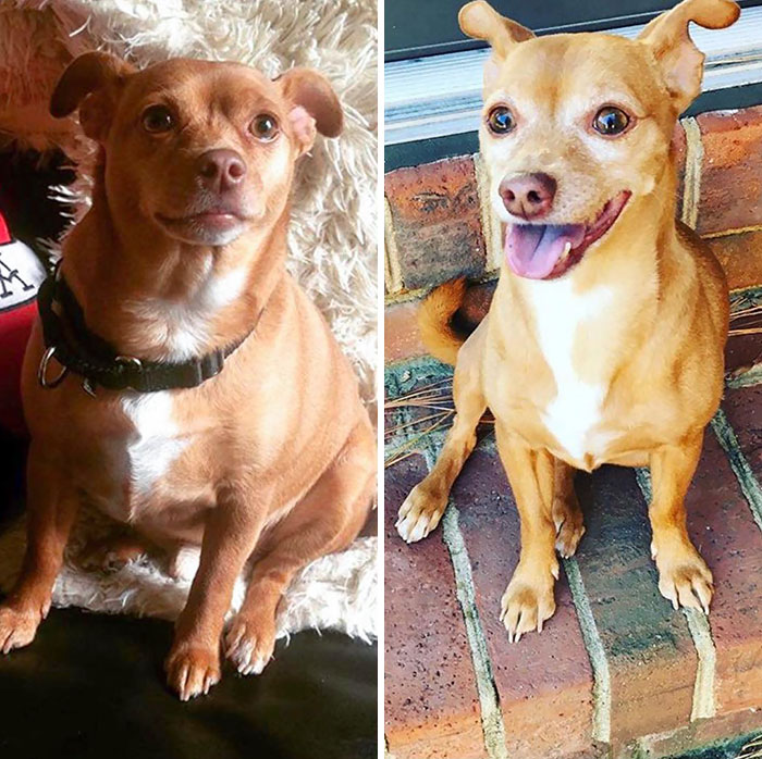 Porkier Days vs. Nowadays