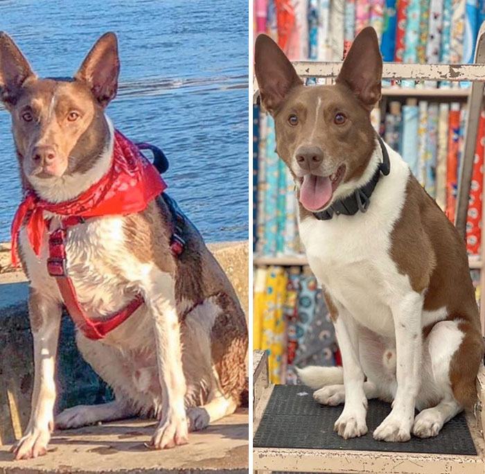 Give A Round Of Applause To Gemini The Service Dog For Her Amazing Transformation