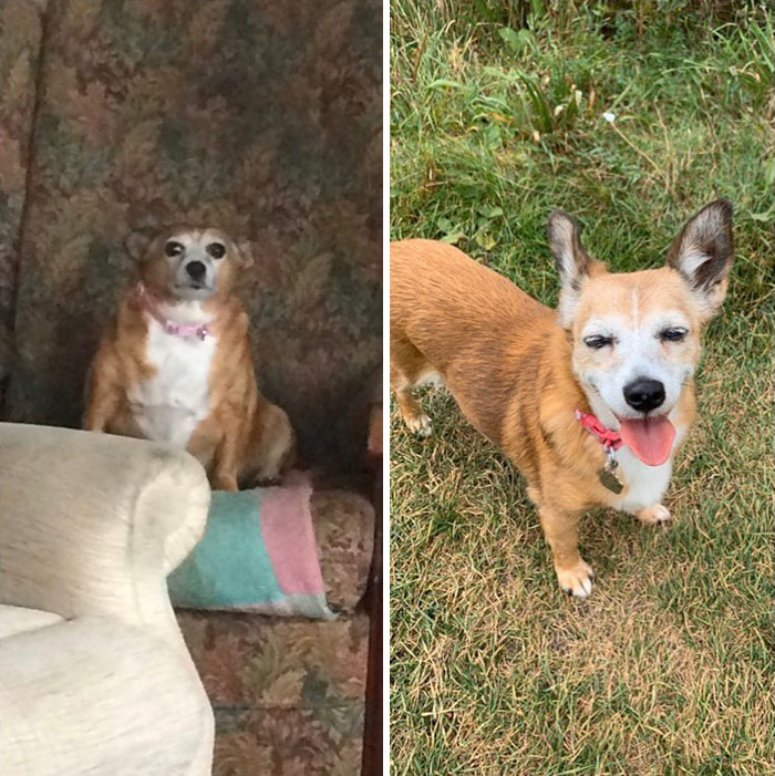 Could Your Dog Benefit From Losing That Extra Weight? The Proof Is In The Picture After Tess Lost A Massive 6kg