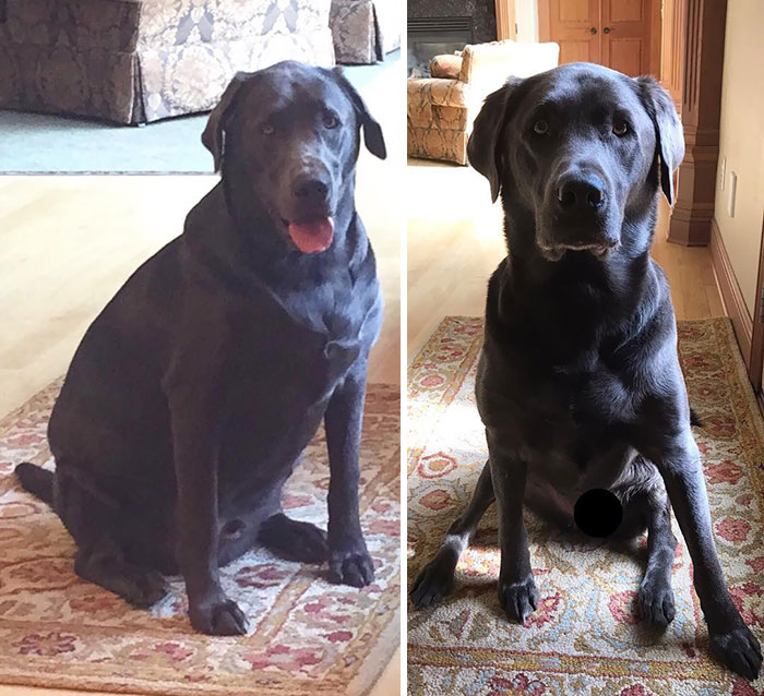 "I Am Proud To Announce That I Have Lost Over 25 Pounds. I've Cut Back On Treats, Have Been Eating A Ton Of Veggies, And I Have Been Going On Plenty Of Walks And Swims"