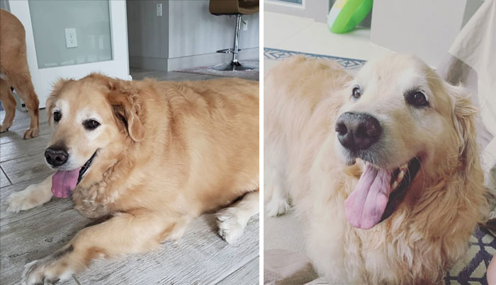 Tiny, The Golden Retriever Is Getting Actually Tiny