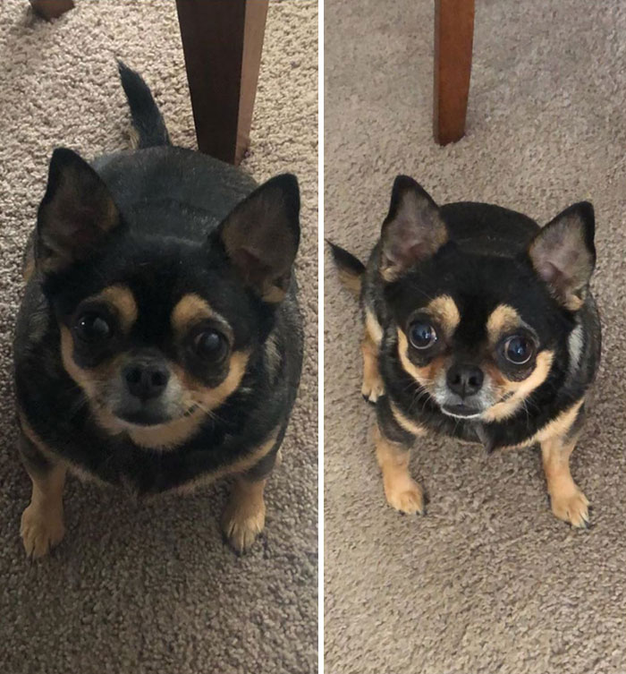 "Hurry Up And Take The Photo, I Want My Toy!" Quarantine Progress Photo