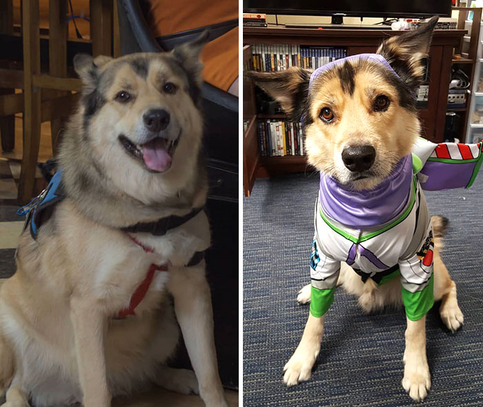 Av Pulled The Dog Equivalent Of His ACL Because Of His Weight. He's Since Lost 15lbs. I Need To Lose About That And He's My Inspiration. He's So Much Happier