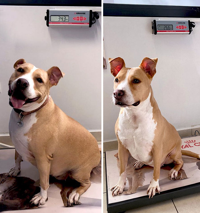 Guess What! This Is Baloo, Which Follows The Weight Loss Program And Has Reached 26.6 Kg. The Result Is Spectacular