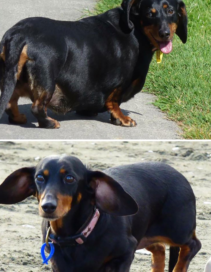 Top Pic 2014 - 15 Kg-Ish - Bottom Pic 2017 - 9 Kg