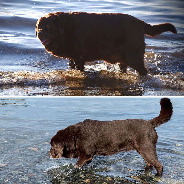 Formerly Chonky Chocolate