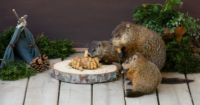 I Photographed A Mama Groundhog Stealing Cake Designed For Squirrels