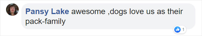 "We Don't Deserve Dogs": Missing Autistic Toddler Found In The Care Of His Family's Dogs "We Don't Deserve Dogs": Missing Autistic Toddler Found In The Care Of His Family's Dogs