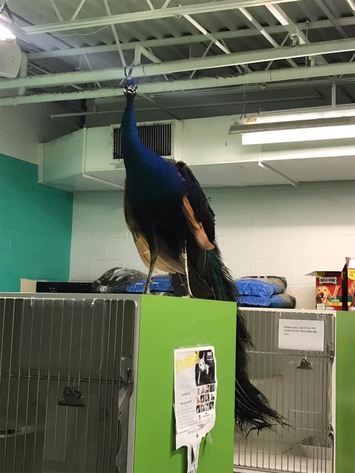 Meet Frank The Peacock - A Bird Who Traveled Over 600 Miles In Pursuit Of Love