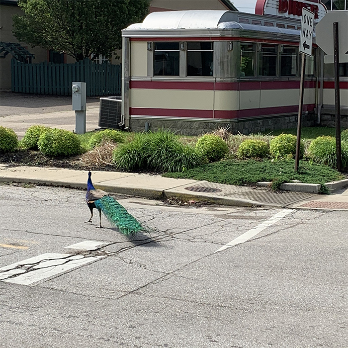 Meet Frank The Peacock - A Bird Who Traveled Over 600 Miles In Pursuit Of Love Meet Frank The Peacock - A Bird Who Traveled Over 600 Miles In Pursuit Of Love