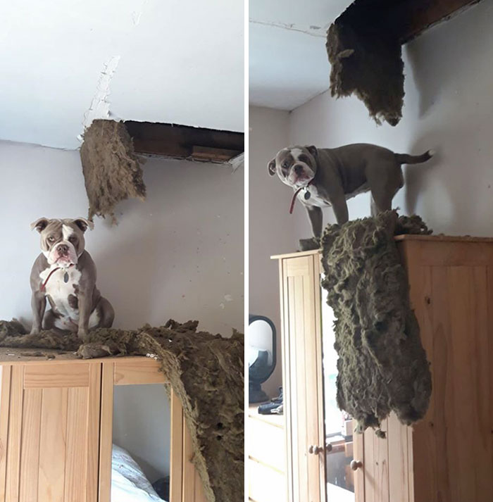 One-Year-Old Bulldog Keeva Was In The Attic Looking For Her Toys When She Crashed Through The Ceiling