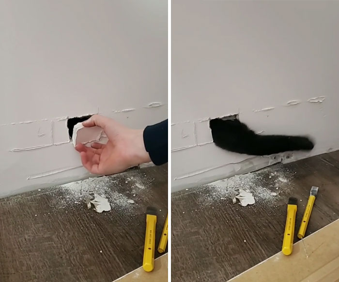 My Cat Got Stuck In The Wall On Christmas Day