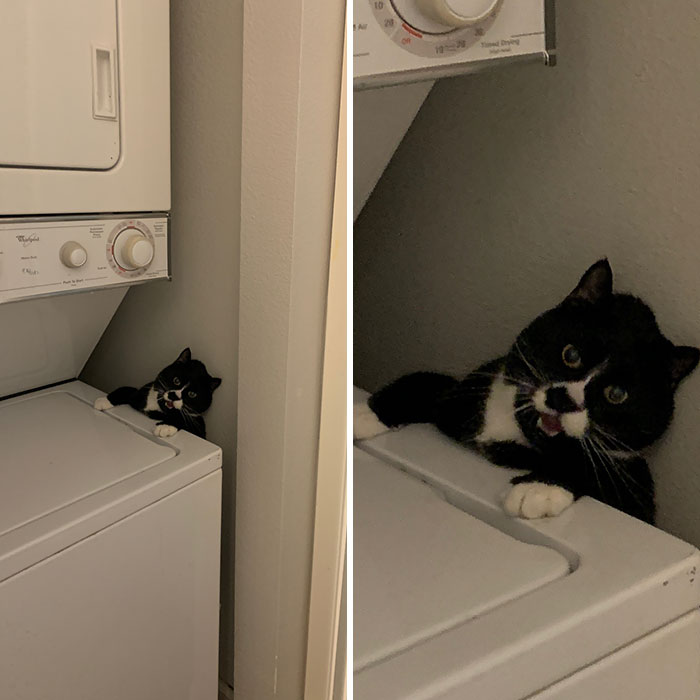 My Poor Cat Got Stuck In The Laundry Room