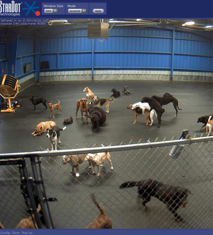 When You Check In On Your Dog To See If He's Having A Good Or Bad First Day Of Doggie Daycare. Hint: He's The White One