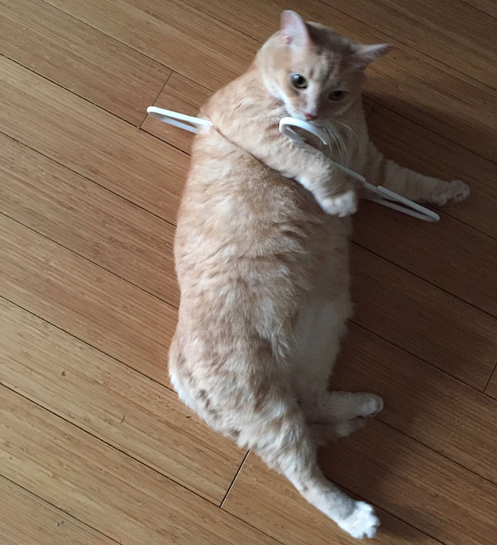 My Friend's Cat Got Stuck Inside A Plastic Hanger