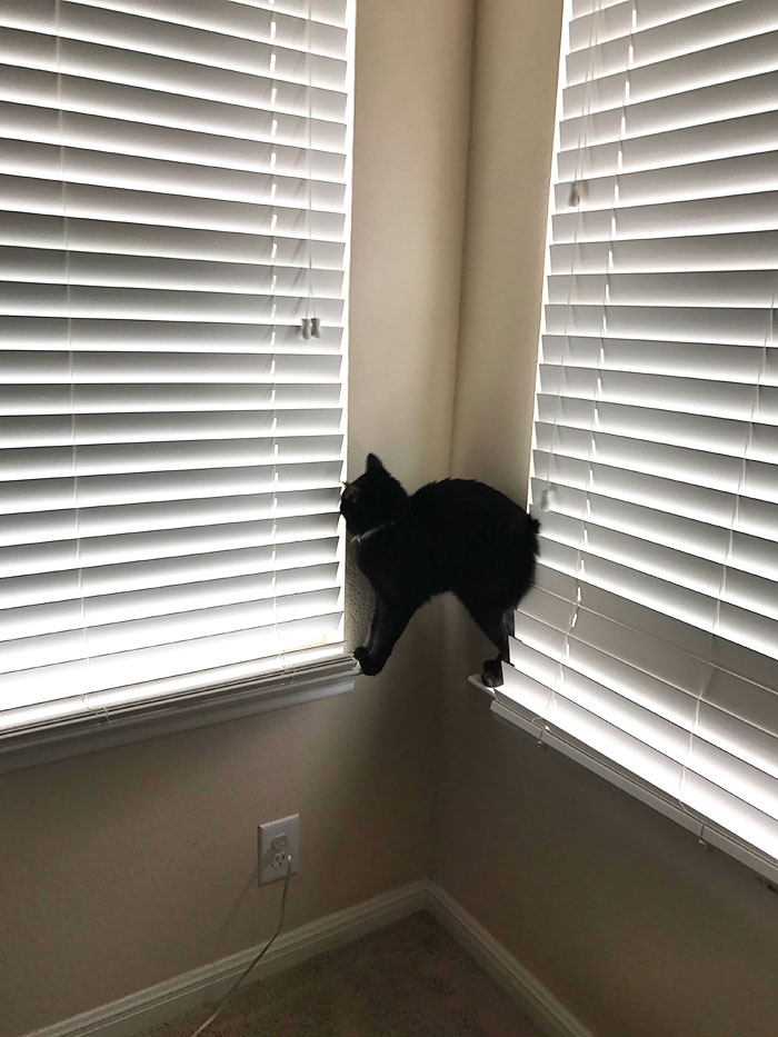 My Cat Is Not What You Would Call The Smartest Of Cats