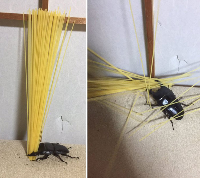 Spike Only Wanted To Help Cook Dinner