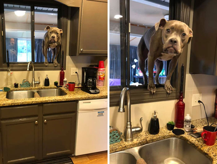 When You Didn't Expect Your Owner To Come Right Back Cause They Forgot Something