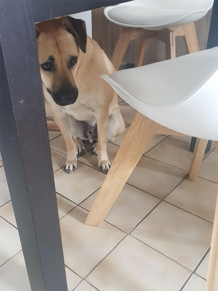 My Dog After Realizing A Ladybug Was On His Bed. He Is Very Sweet, But Very Easily Frightened