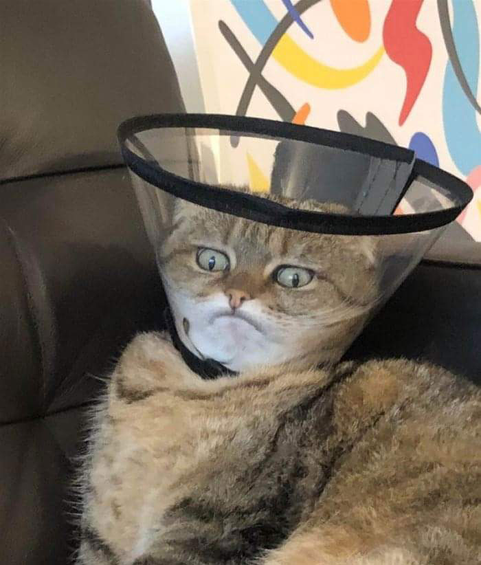 This Cat In A Cone