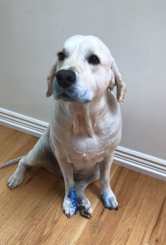 My Dog Murdered A Pen