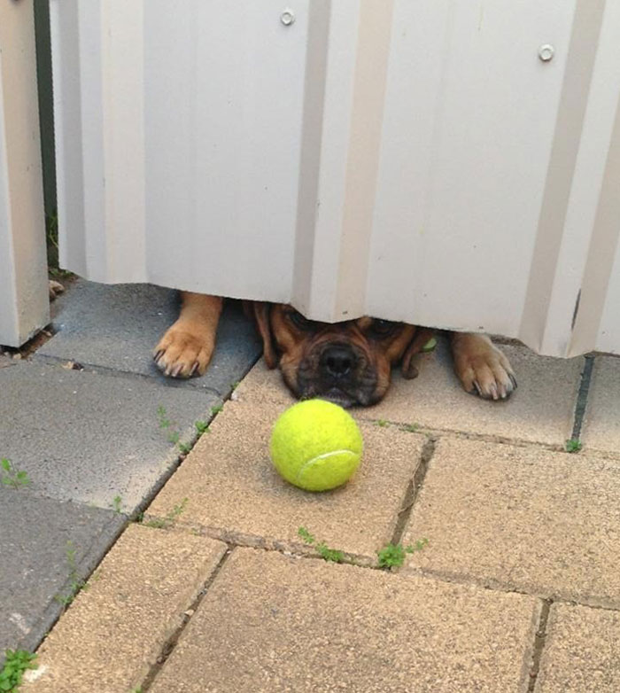 You Think You've Had A Bad Day And Then You Come Home And See This. He Wins