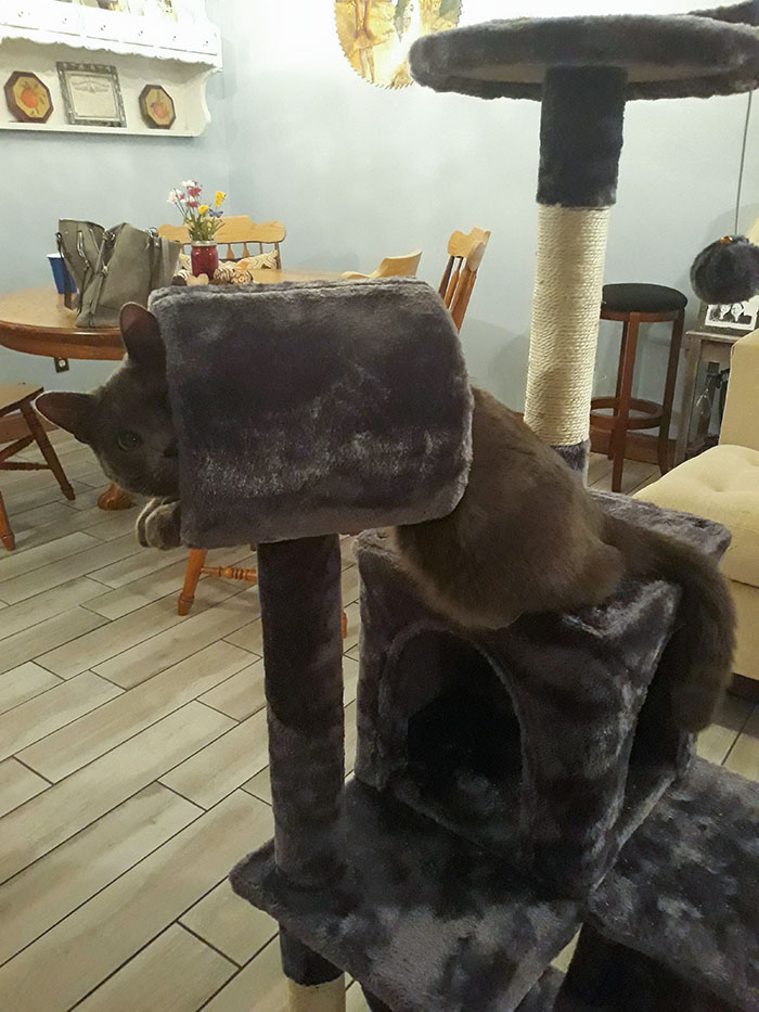 I Bought A Cat Tower Online That Turned Out To Be Much Smaller Than Expected. Trevor Is Still Trying To Be Appreciative Tho