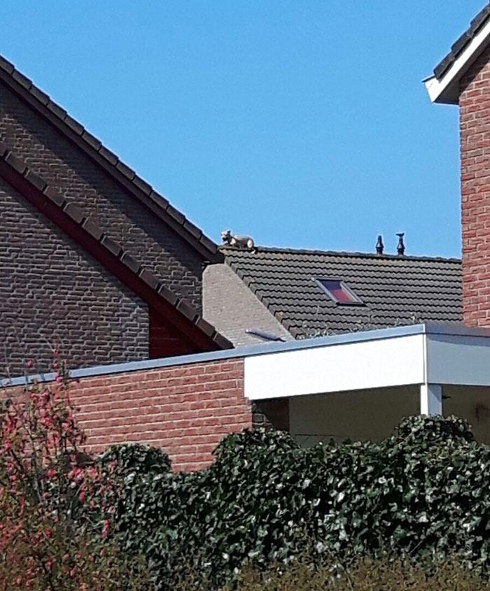 Someone's Missing Their Dog?