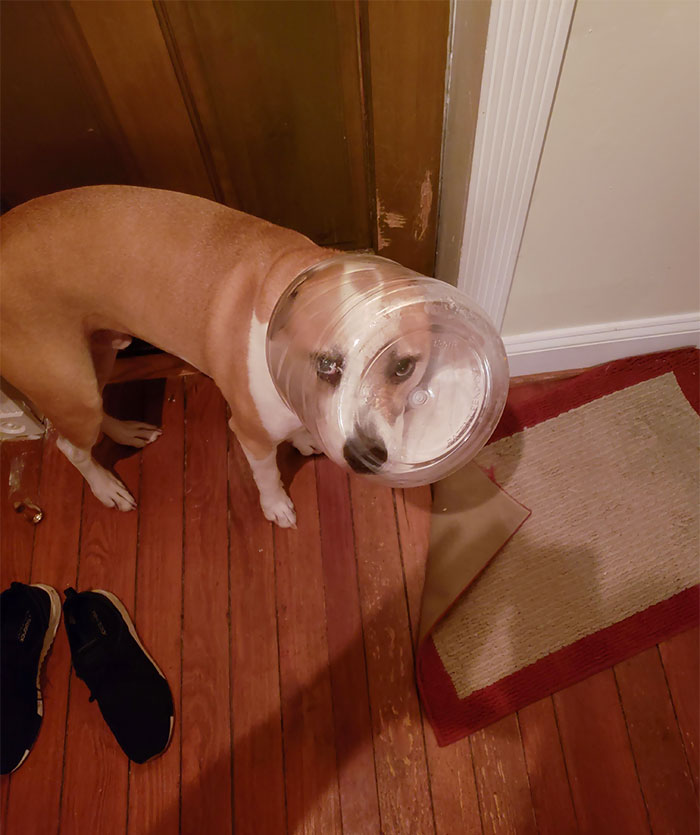 Came Home To Find My Dog Had Eaten My Snack Mix