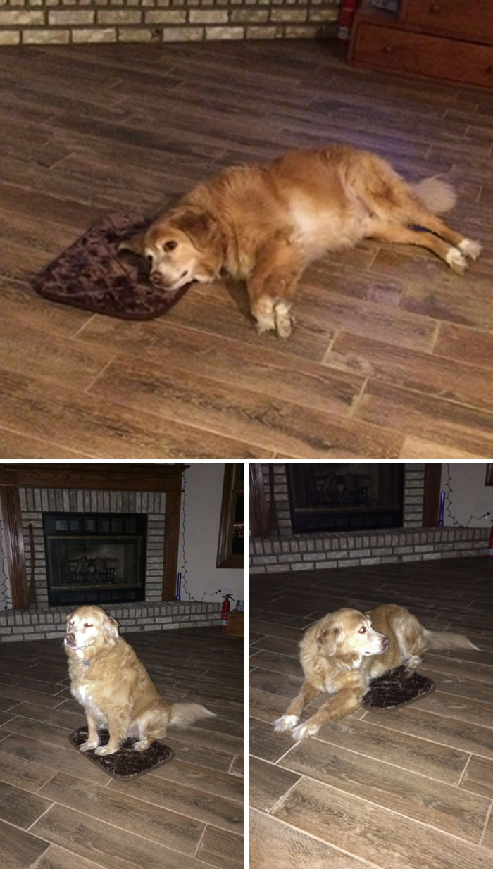 So My Mom Accidentally Ordered An XS Dog Bed, But He's Still Grateful