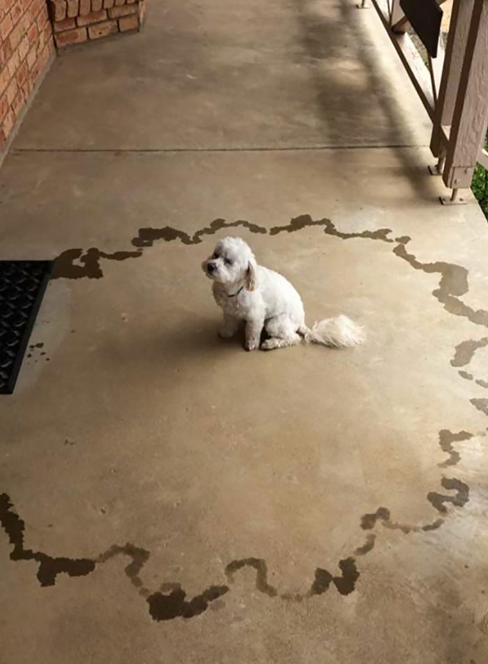 My Dog Got A Little Excited When I Arrived Home For The Holidays