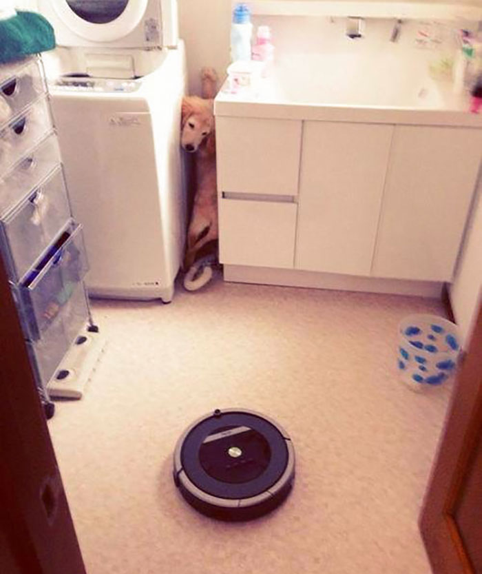 Roomba, The Nope Of Dog World