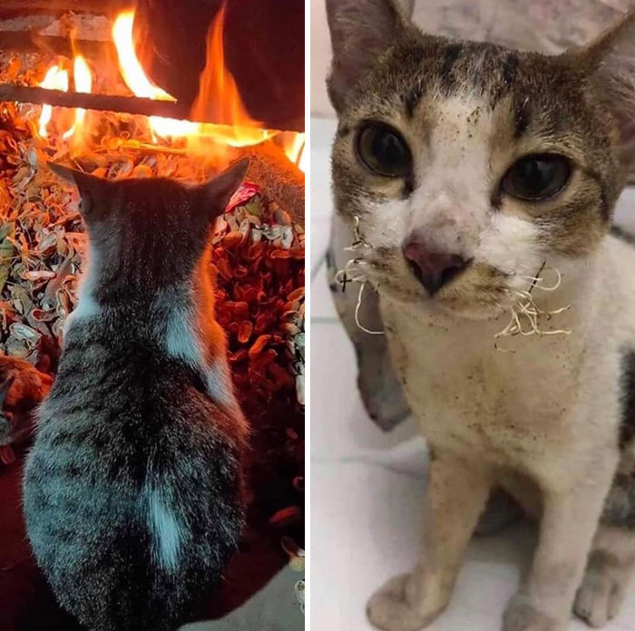 Poor Little Cat Got A Bit Too Close To The Fire