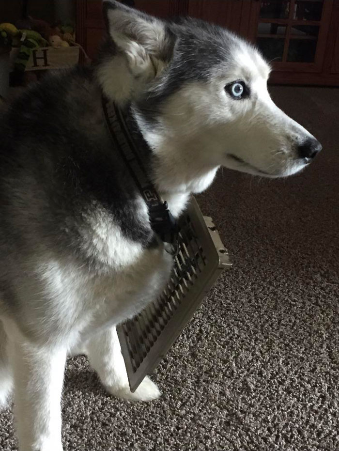She Likes To Nap On The Air Vent, But Always Gets Stuck To It