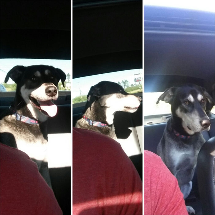 The Moment He Realized We Went Past The Dog Park And We're On The Way To The Vet