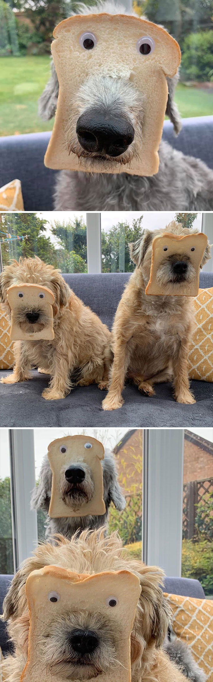 All Family Of Pure Breads