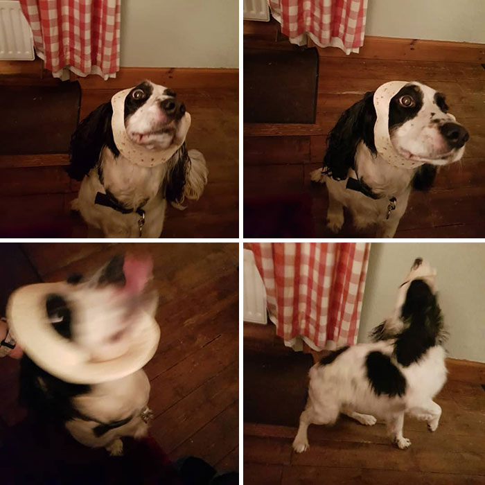 Inbread Patch, In Four Pictures