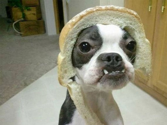 Inbread Puppy