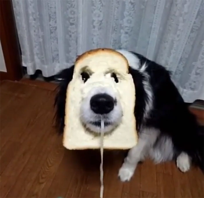Inbread Border Collie