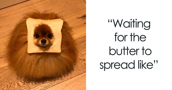 The Internet Is Loving ‘Inbread’ Animals And Here Are The 30 Funniest Ones